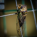 Dog-day Cicada by berelaxed