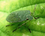 7th Sep 2015 - Green Shieldbug Nymph (Palomena prasina)