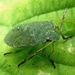 Green Shieldbug Nymph (Palomena prasina) by julienne1