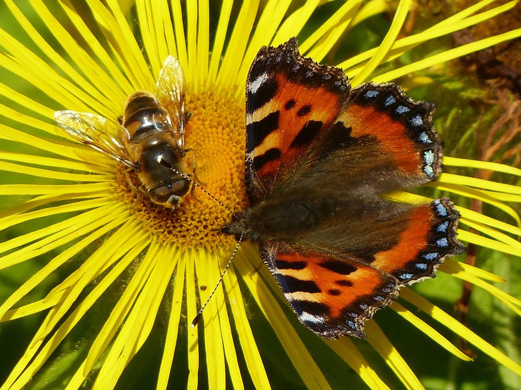 Common Drone Fly and Tortoiseshell Butterfly by susiemc