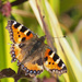 Small Tortoiseshell Butterfly by philhendry