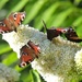 Butterflies on Buddleia on 365 Project