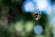 7th Sep 2015 - Itsy Bitsy Spider