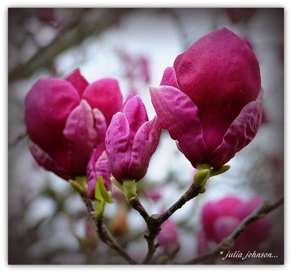 Magnolia.. by julzmaioro