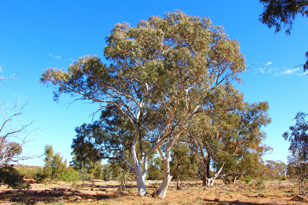 River Red Gum by terryliv
