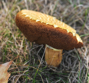 7th Sep 2015 - Mushroom Soufflé revisited