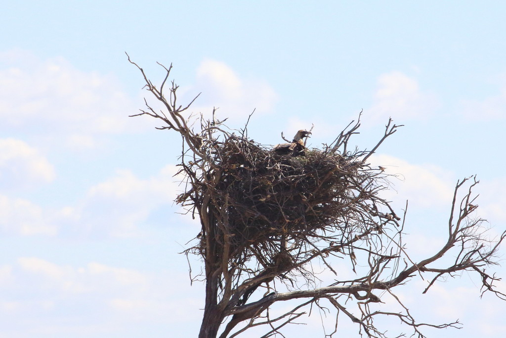 Eagles Nest by terryliv