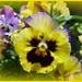 Pansy. by wendyfrost