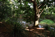 8th Sep 2015 - Quiet spot on the Obi Obi creek, Maleny