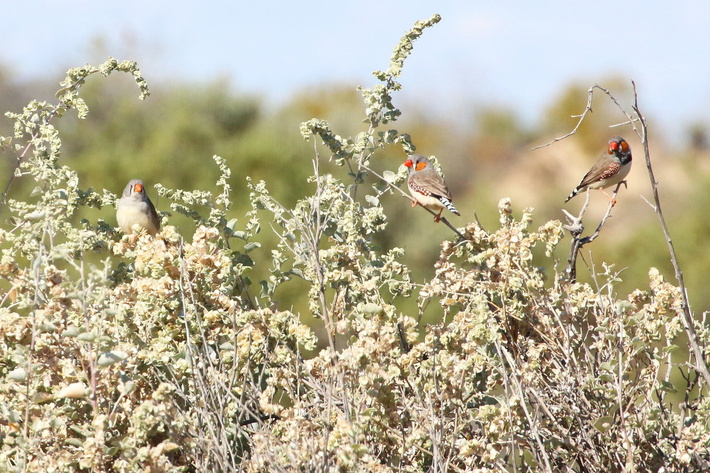 Zebra Finches at Montecollina Bore by terryliv
