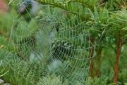 8th Sep 2015 - Webs in the dew