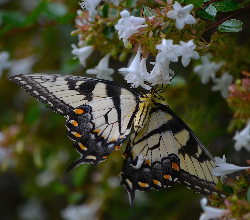 Tiger Swallowtail by congaree