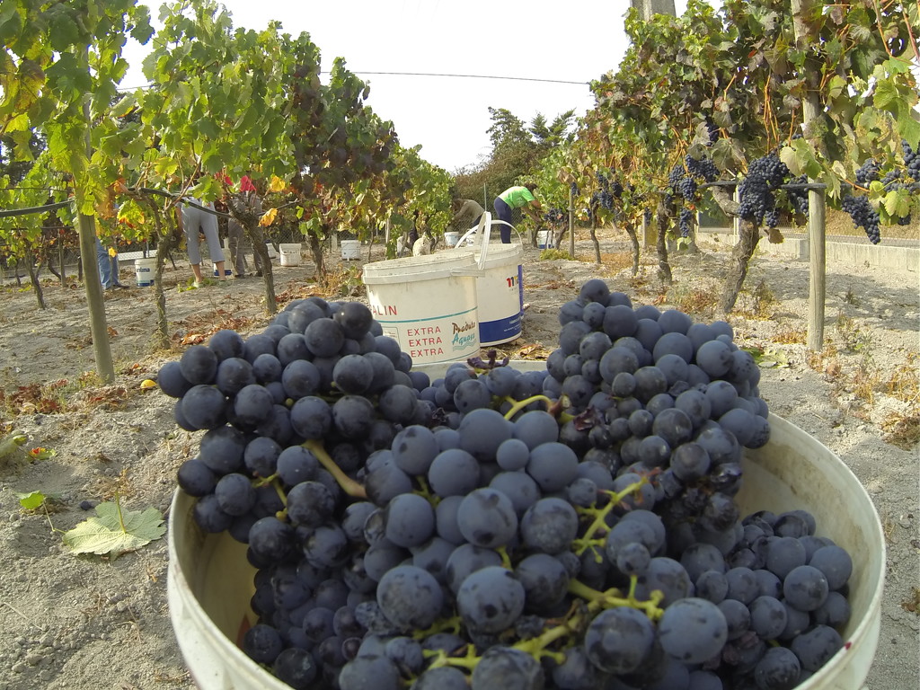 Vindimas/ grape harvest by belucha