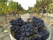 5th Sep 2015 - Vindimas/ grape harvest
