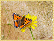8th Sep 2015 - Small Tortoiseshell Butterfly