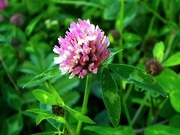 7th Sep 2015 - Red Clover 