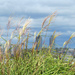 View Through the Grass by seattlite