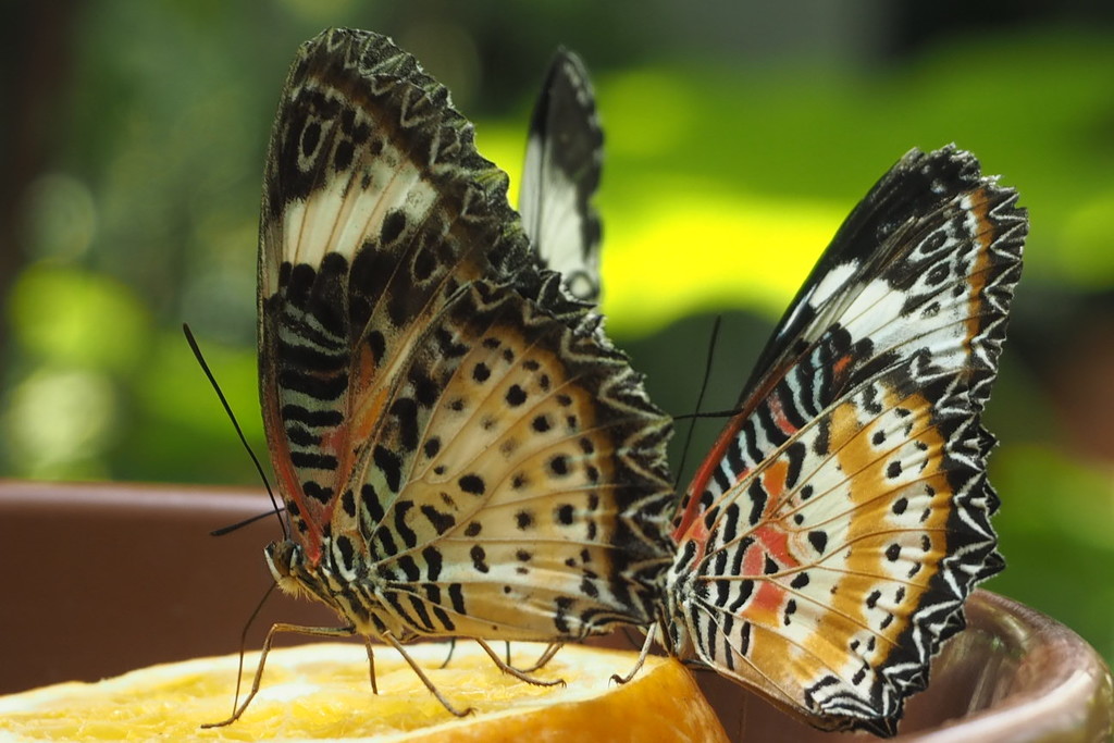 Butterflies by bizziebeeme