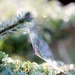 Conifer Web by motherjane