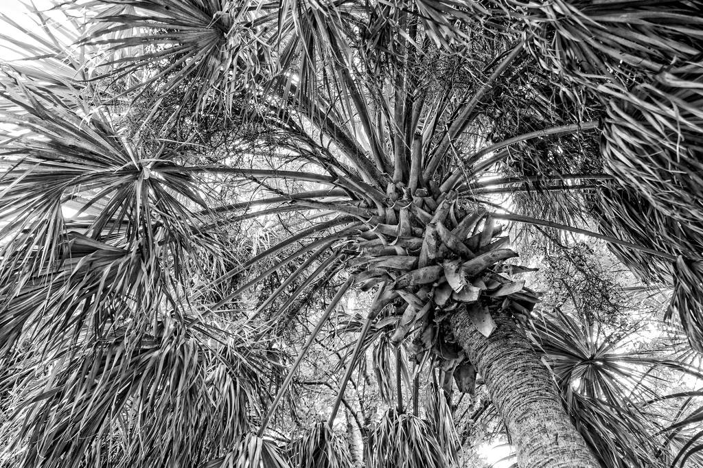 Sable Palm a/k/a Cabbage Palm by danette