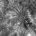 Sable Palm a/k/a Cabbage Palm by danette