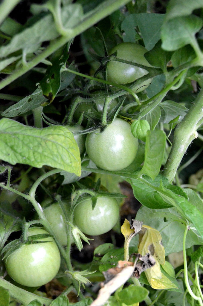 Green Tomatoes by arkensiel