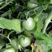 Green Tomatoes by arkensiel