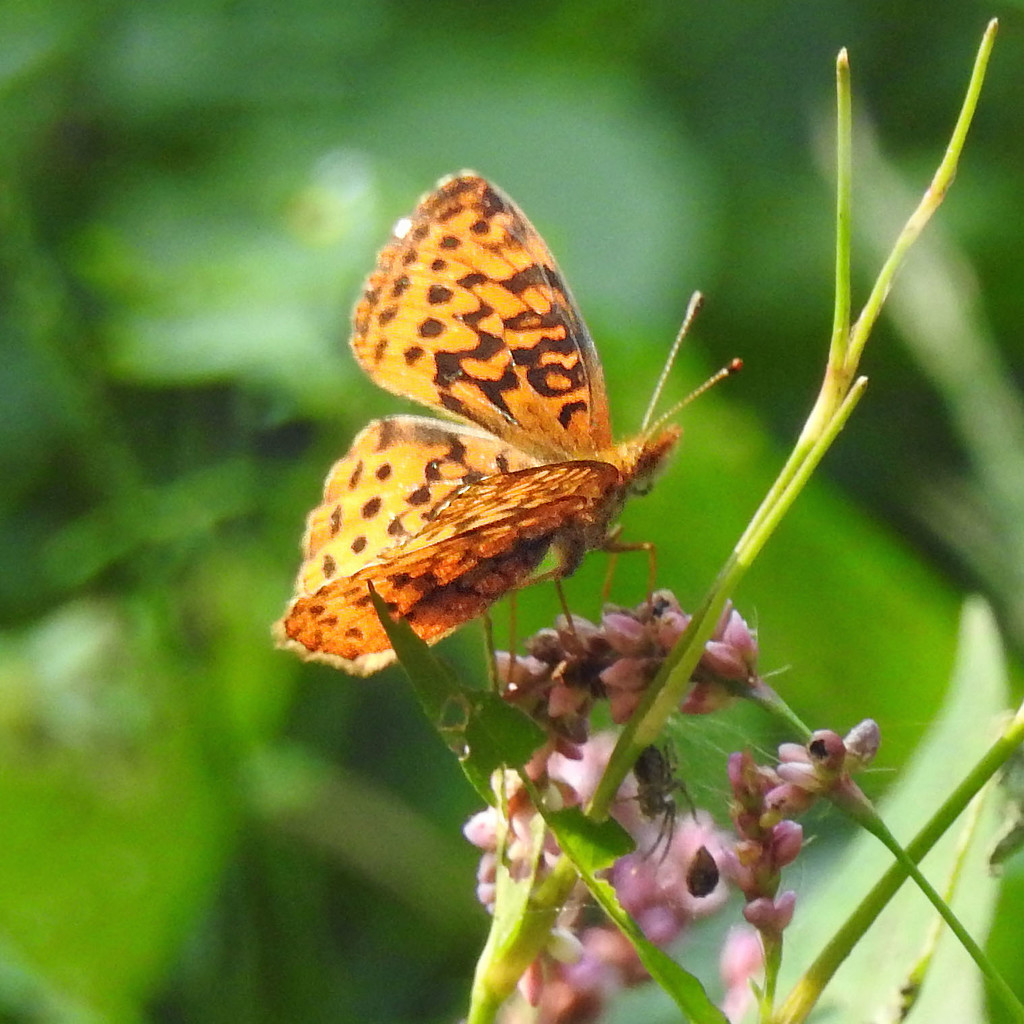 Great Spangled Fritillary Butterfly by rminer
