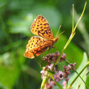 4th Sep 2015 - Great Spangled Fritillary Butterfly