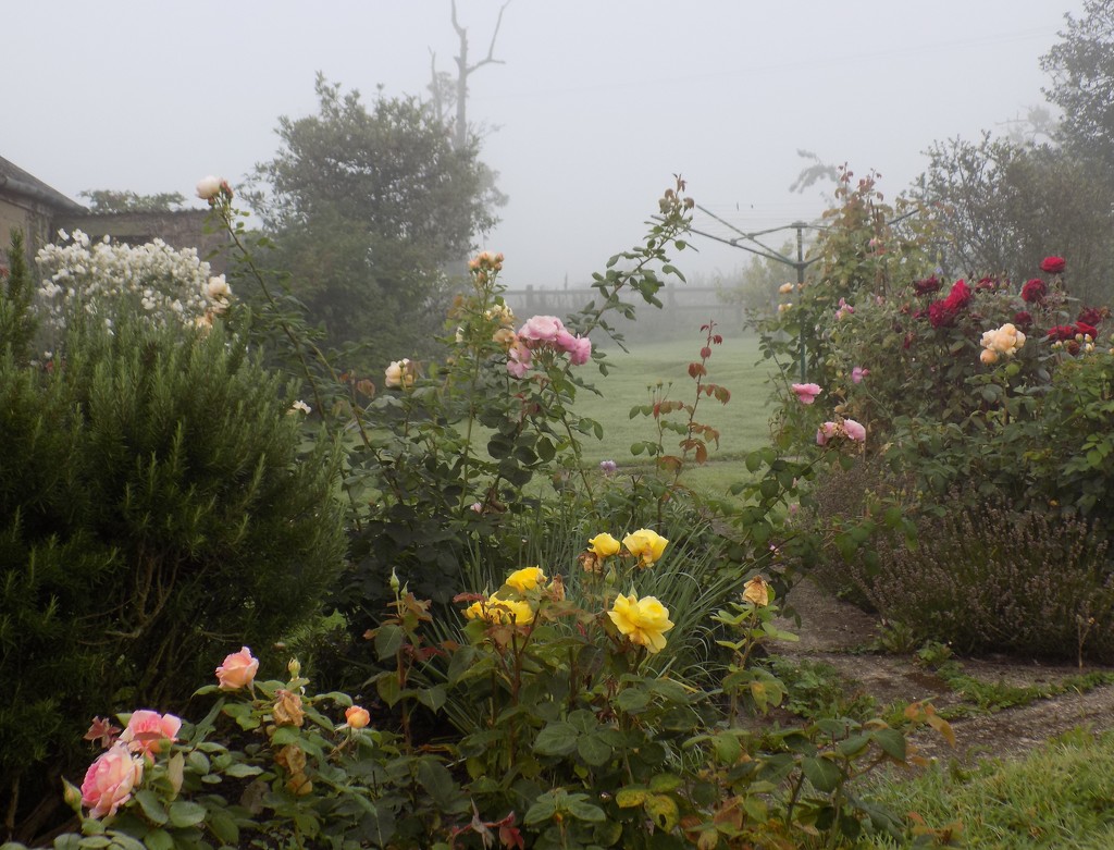 Roses in the mist by flowerfairyann