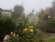 8th Sep 2015 - Roses in the mist