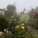Roses in the mist by flowerfairyann