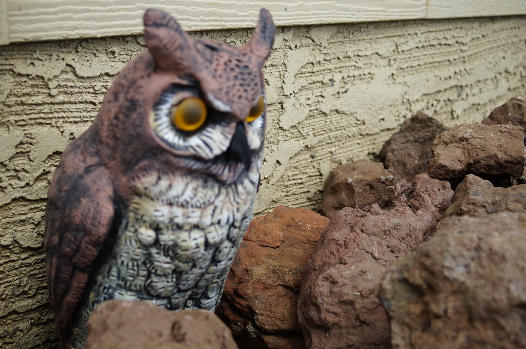 rock owl by joysabin