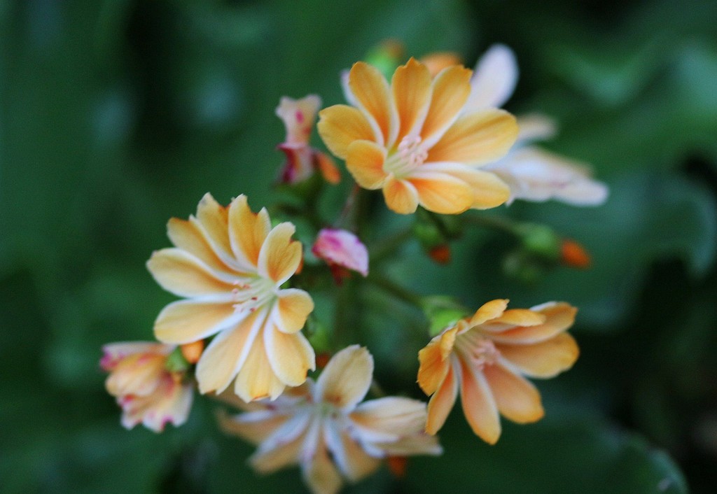 Flowers in My Garden by oldjosh