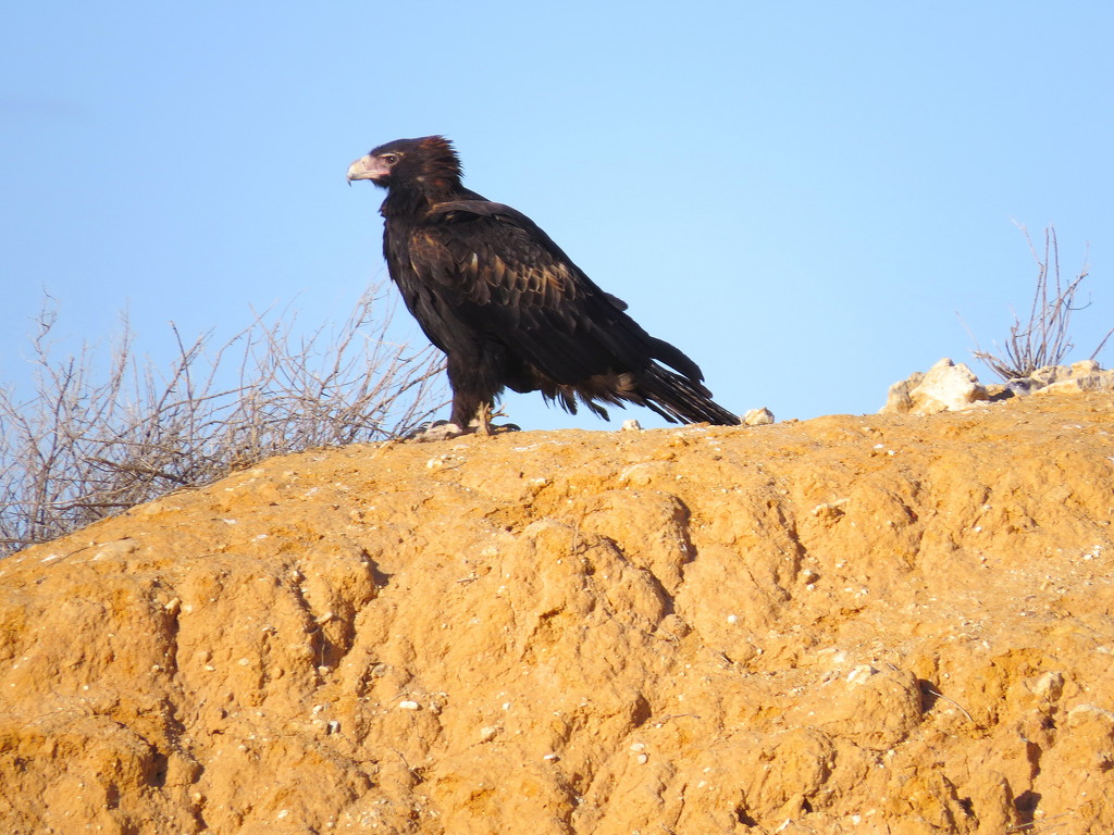 Wedge Tail Eagle by terryliv
