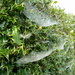 Cobweb hammocks.  by shirleybankfarm