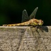 Dragonfly by barrowlane