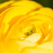 Folds of yellow  by nicolecampbell