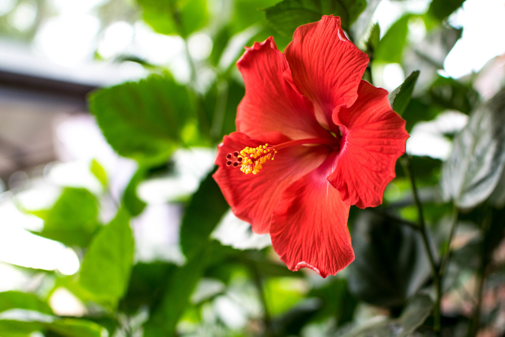 Lone Hibiscus  by ckwiseman