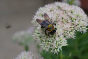 9th Sep 2015 - Another Bee