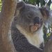 pretty girl by koalagardens