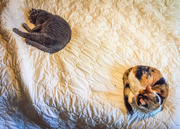 7th Sep 2015 - Both cats on same bed