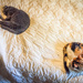 Both cats on same bed by jbritt