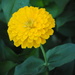 One Yellow Zinnia by genealogygenie