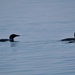 Loons by frantackaberry
