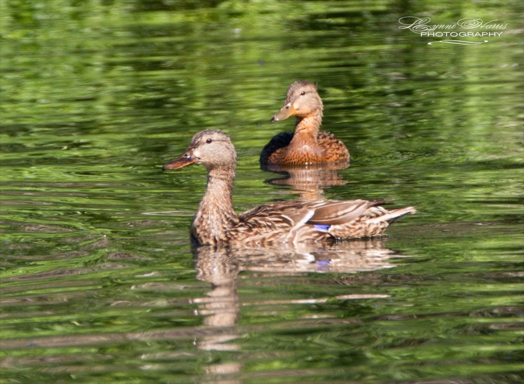 Quack, Quack! by lynne5477