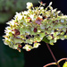 Fading Hydrangea Bloom by dsp2