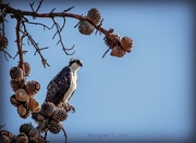 6th Sep 2015 - Osprey in Pine Cones