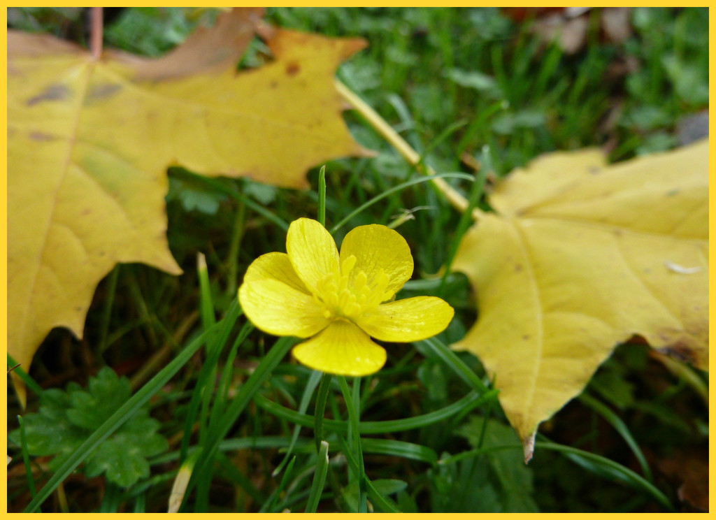 Autumn Buttercup. by wendyfrost