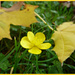 Autumn Buttercup. by wendyfrost